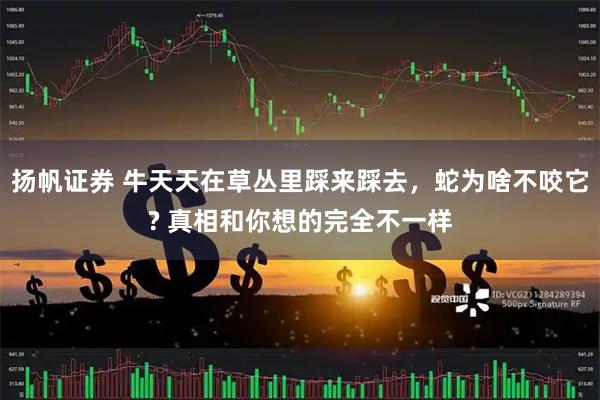 扬帆证券 牛天天在草丛里踩来踩去，蛇为啥不咬它? 真相和你想的完全不一样